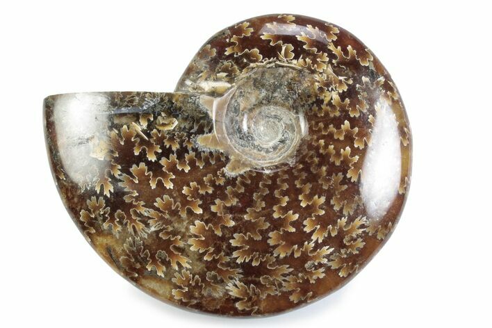 Polished Ammonite (Cleoniceras) Fossil - Madagascar #364953
